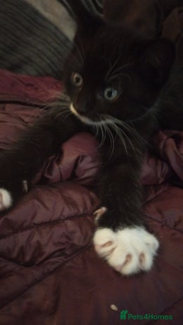 Russian Blue cats - Advert 6