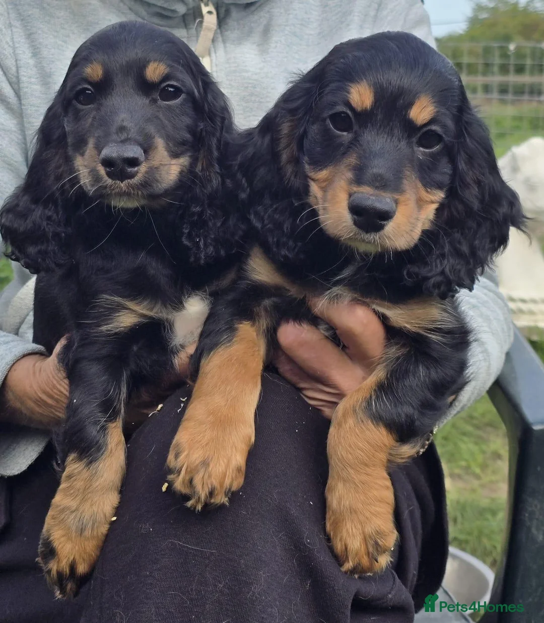 Cocker Spaniel dogs for sale: Show Cocker Spaniel Puppies Ready Now Homebred - Advert 1