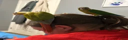 Conures birds for sale: Beautiful hand reared conure babies in Darlington - Advert 14