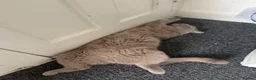 British Shorthair cats for sale: British Shorthair Cross Male, 2 Years Old  - Advert 3