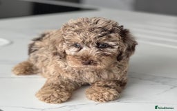 Poodle dogs for stud:  CHOCOLATE MERLE PHANTOM CARRYING PARTI in Todmorden - Image 4