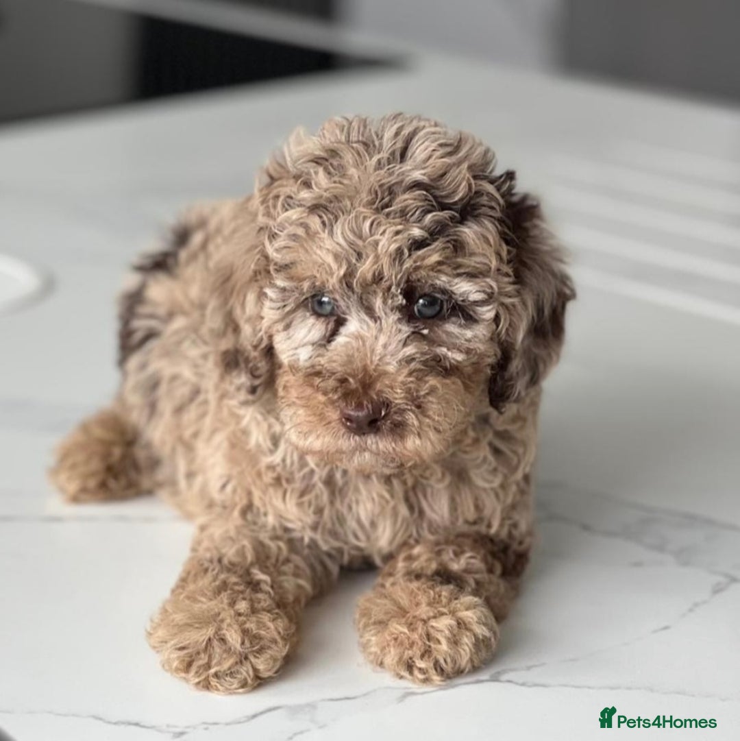 Poodle dogs for stud:  CHOCOLATE MERLE PHANTOM CARRYING PARTI in Todmorden - Image 4