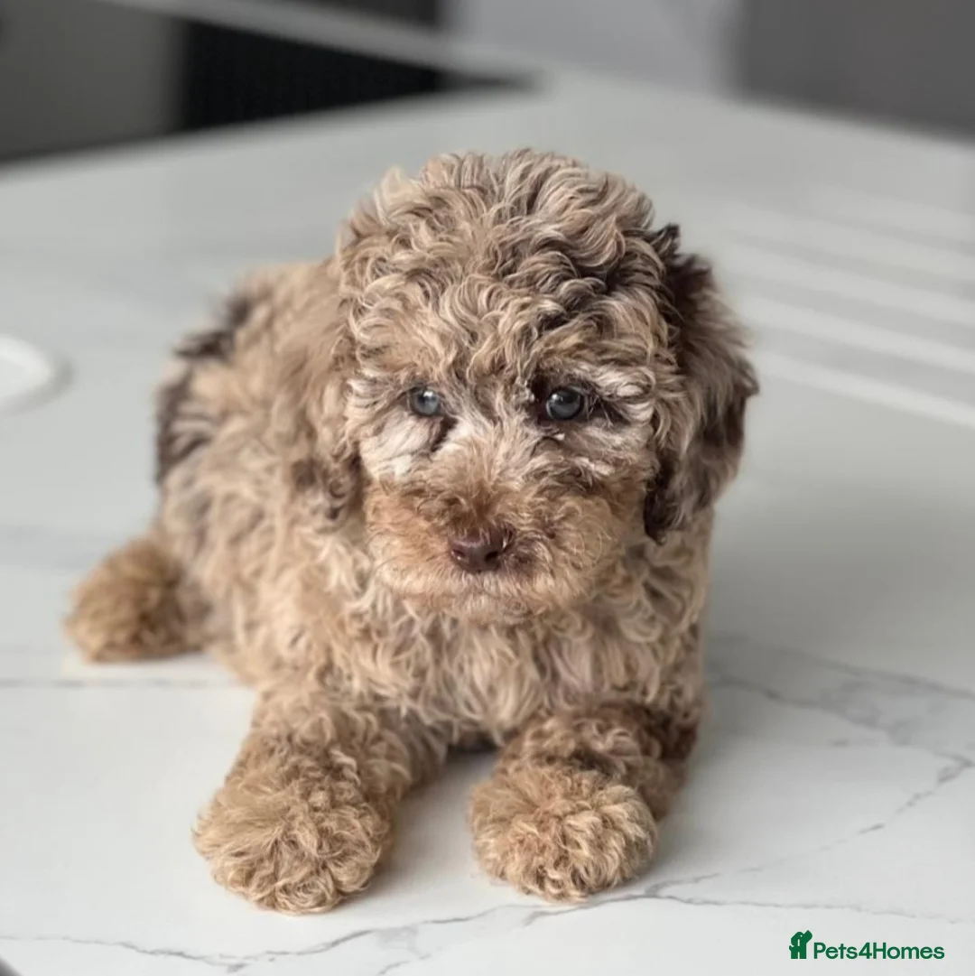 Poodle dogs for stud:  CHOCOLATE MERLE PHANTOM CARRYING PARTI in Todmorden - Advert 4