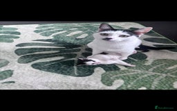 Mixed Breed cats for sale: *One kitten ready now* - Image 2