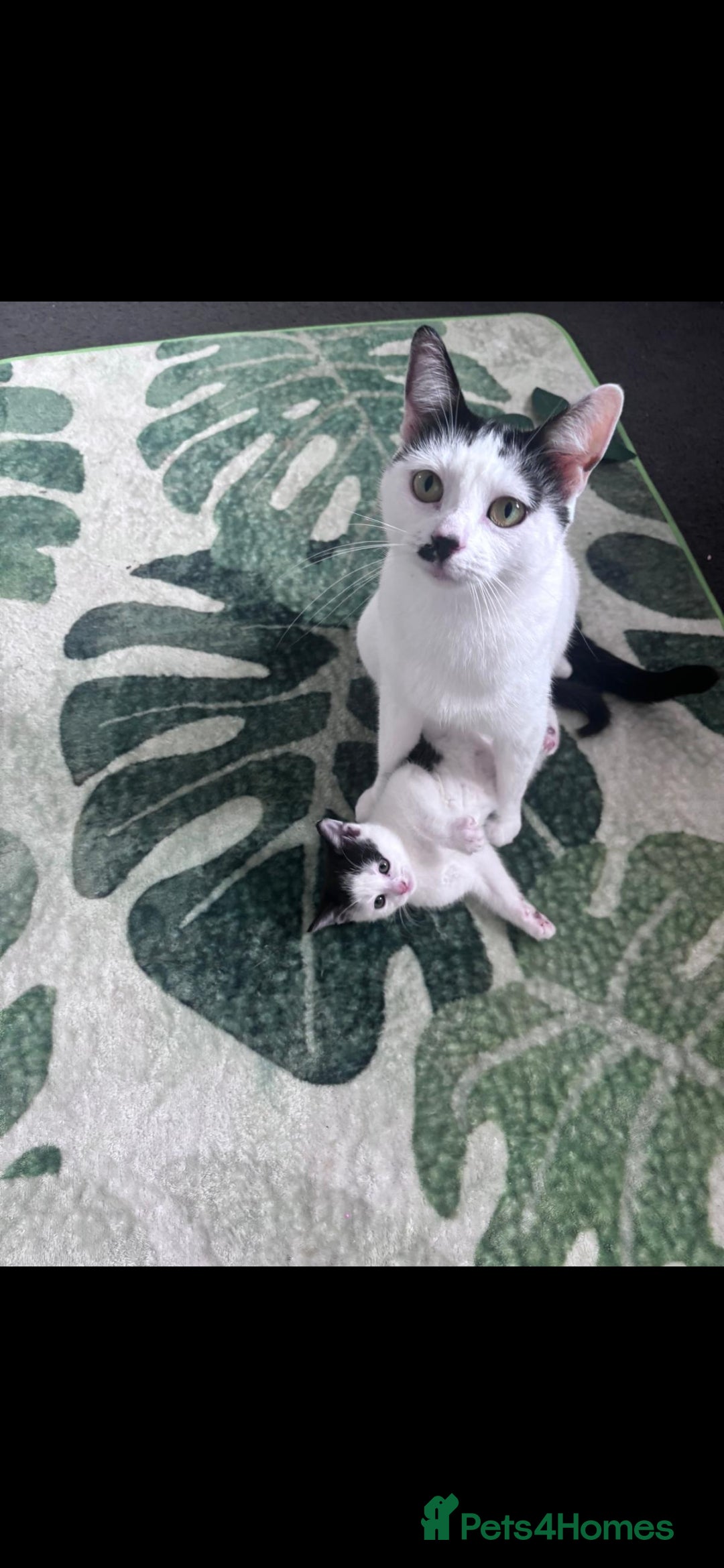 Mixed Breed cats for sale: *One kitten ready now* - Image 2