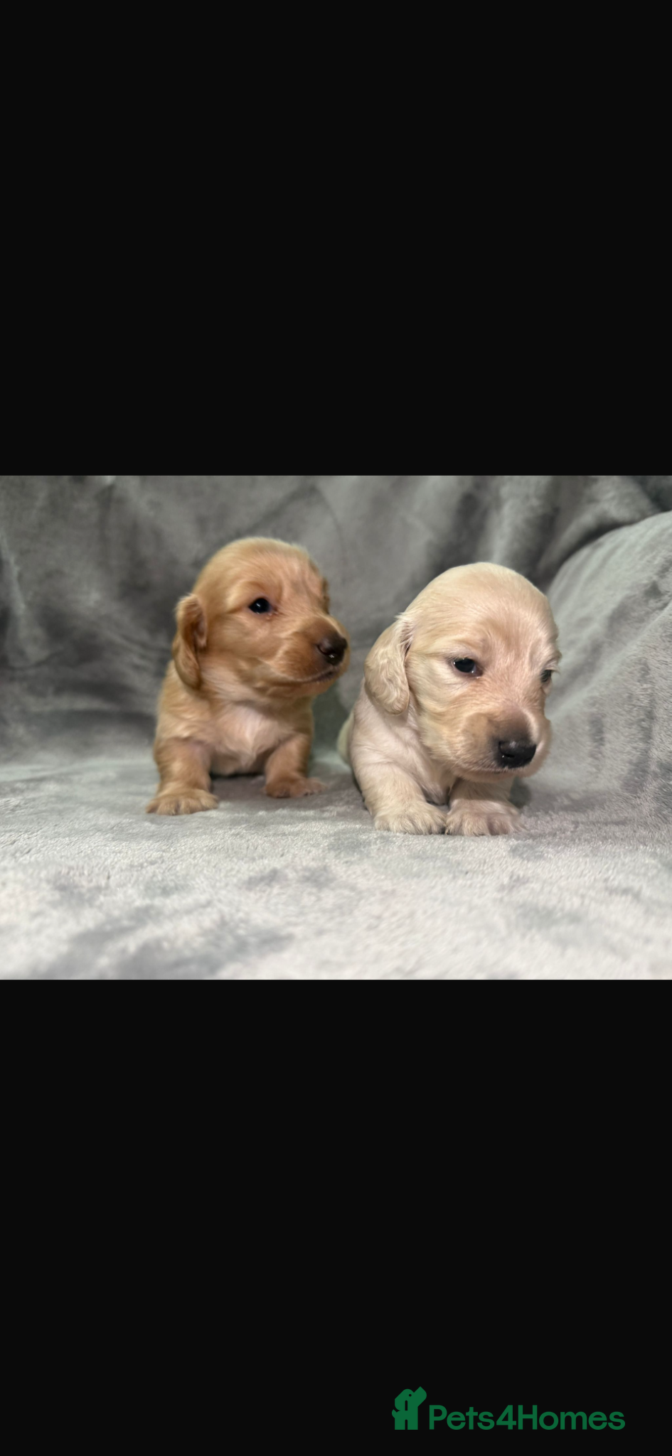 Miniature Dachshund dogs Long Haired Miniature Creams  - Advert 2