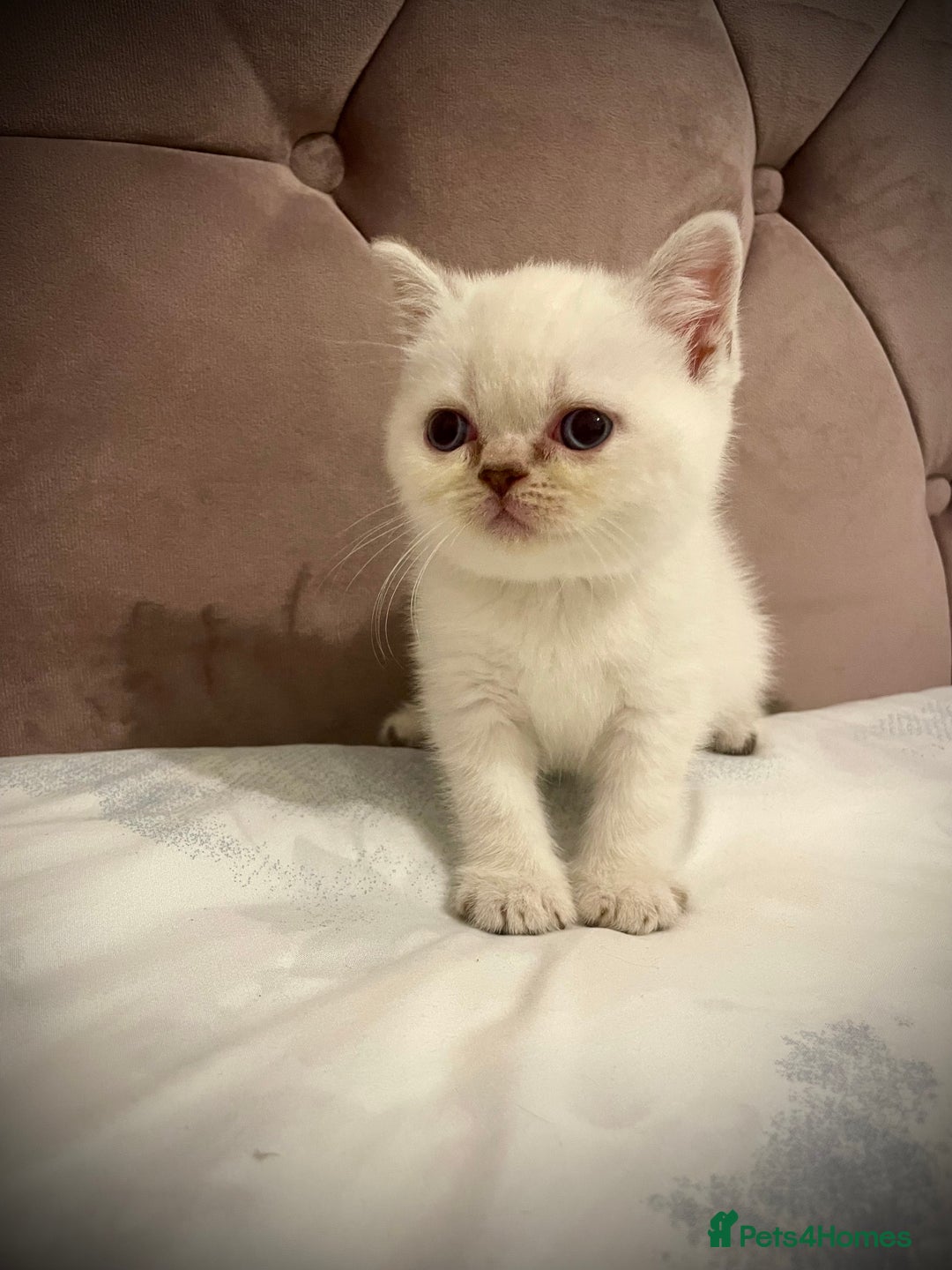 Scottish Fold cats for sale: Selling Adorable Scottish Fold & Straight Kittens - Image 20