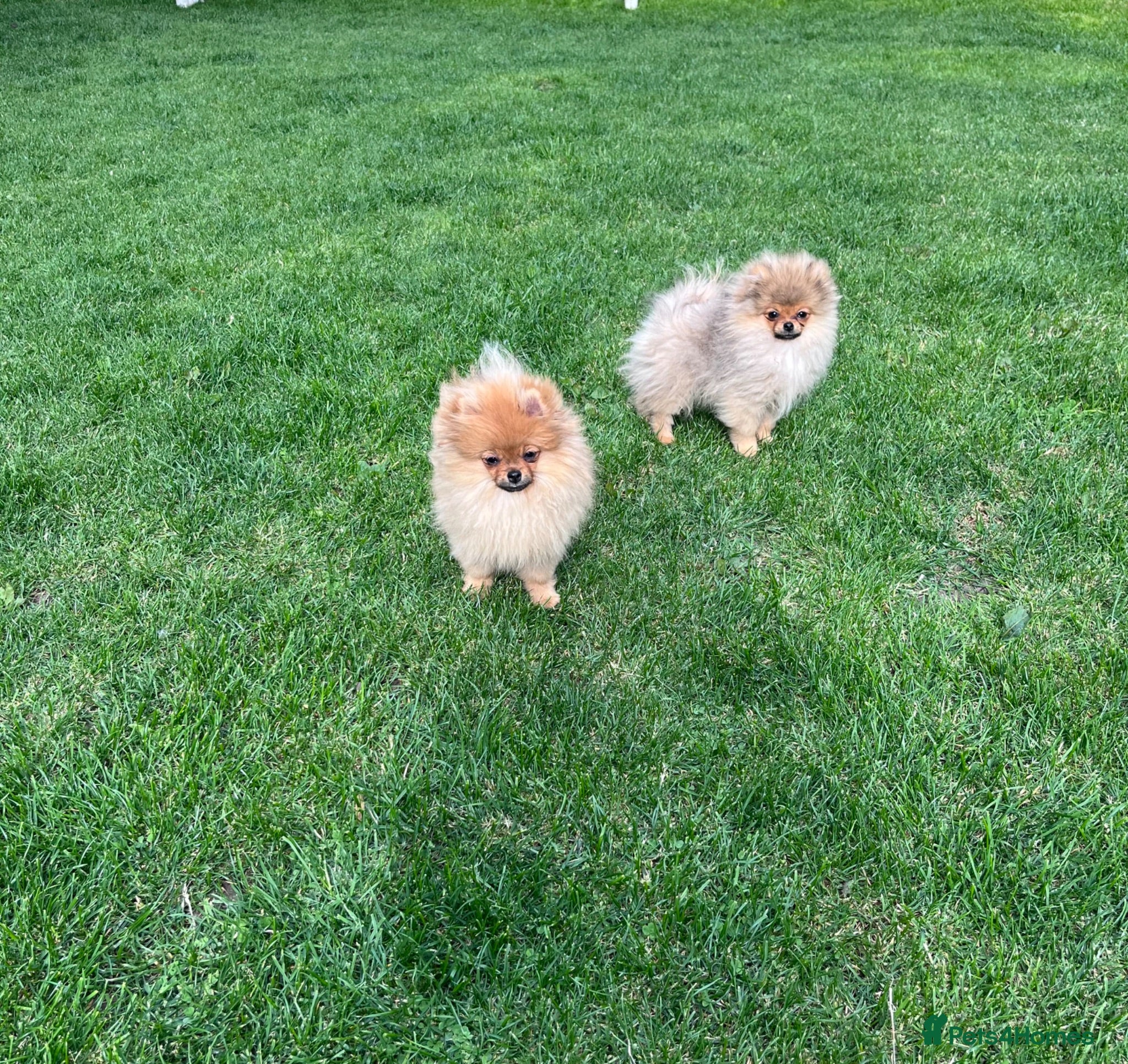 Pomeranian dogs Teddy Face🐻Small Size🏆KC - Advert 1