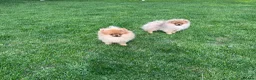 Pomeranian dogs for sale: Teddy Face🐻Small Size🏆KC - Advert 2