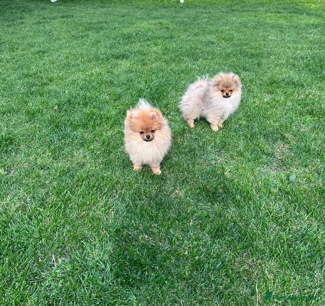 Pomeranian dogs for sale: Teddy Face🐻Small Size🏆KC - Advert 2