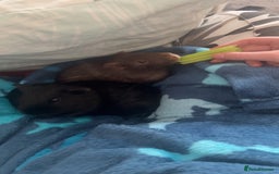 Guinea Pig rodents for sale: 2 male guinea pigs for sale - Image 1