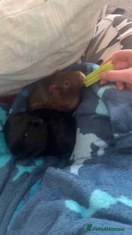 Guinea Pig rodents - Advert 1