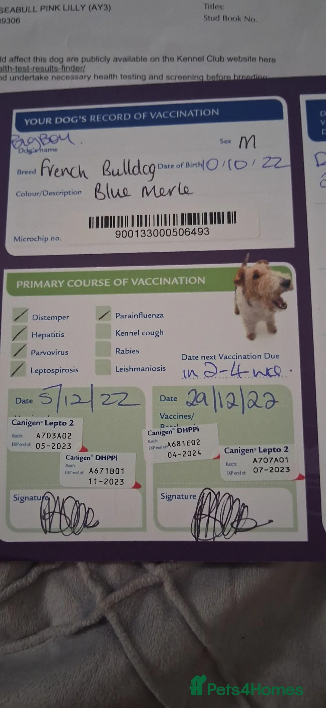 French Bulldog dogs for stud: FRENCHBULLDOG BLUE TAN MERLE STUD in Neath - Advert 5