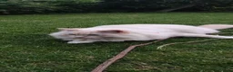 Ragdoll cats for sale: Ragdoll in need of a new home - Advert 28