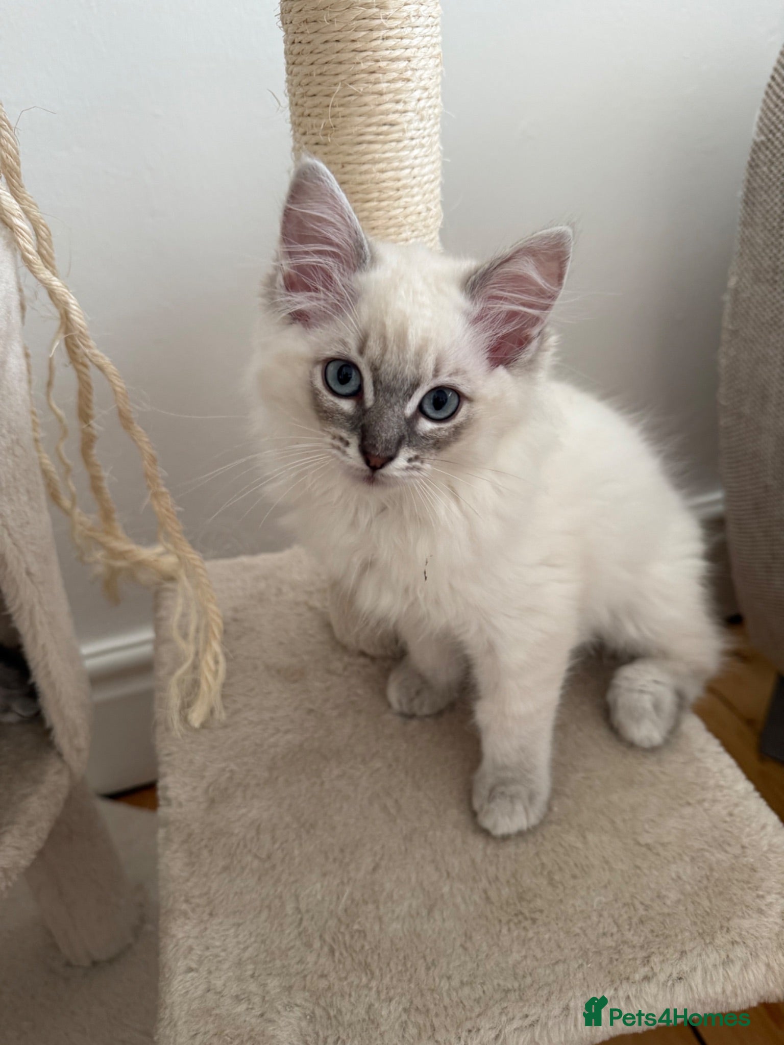 Ragdoll cats *ONLY TWO GIRLS LEFT* Pedigree Ragdoll Kittens  - Advert 8