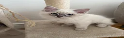 Ragdoll cats for sale: ONE Beautiful Pedigree Ragdoll Girl ✨ - Advert 2