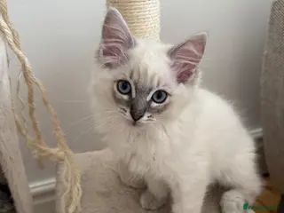 Ragdoll cats ONE Beautiful Pedigree Ragdoll Girl ✨ - Advert 14