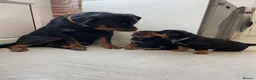 Rottweiler dogs for sale: ROTTWEILER PUPPIES "ready to go" - Advert 6