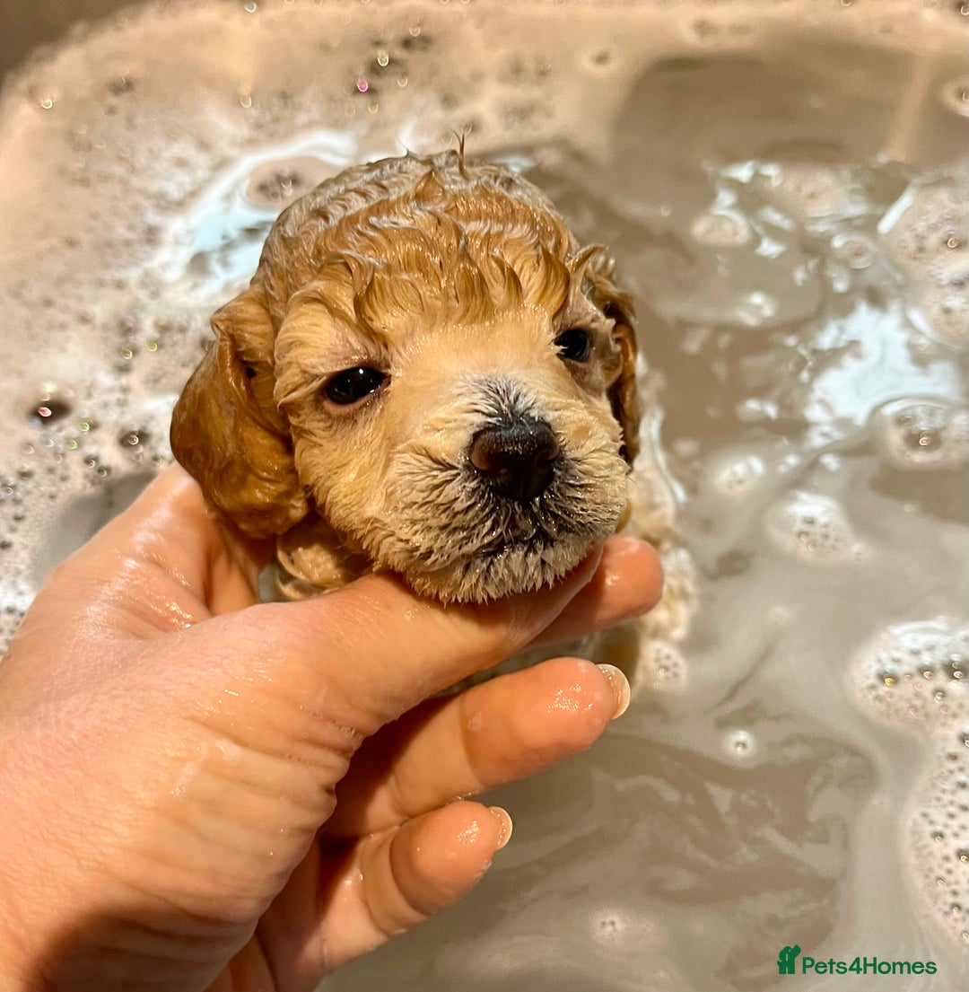 Toy Poodle dogs for sale: KC Toy Poodle Puppies - Image 10