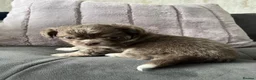 Chihuahua dogs for sale: KC LONG HAIRED CHIHUAHUA  - Advert 5