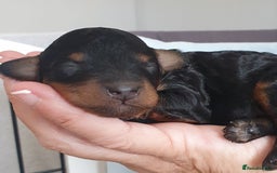 Jackapoo dogs for sale: Jackapoo x Asian toy poodle F1B - Image 11