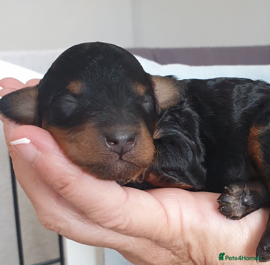 Jackapoo dogs for sale: Jackapoo x Asian toy poodle F1B - Image 11