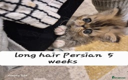 Exotic cats for sale: Exotic longhair and short hair kittens  - Image 32