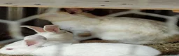 Mixed Breed rabbits for sale: New Zealand White cross Californian rabbits  - Advert 6