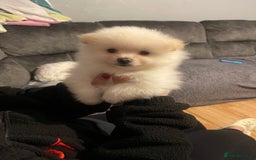 Pomeranian dogs for sale: Beautiful Pomerian Boy  - Image 10