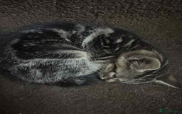 Mixed Breed cats for sale: Adorable Mixed Breed Kitten for Sale! - Image 17
