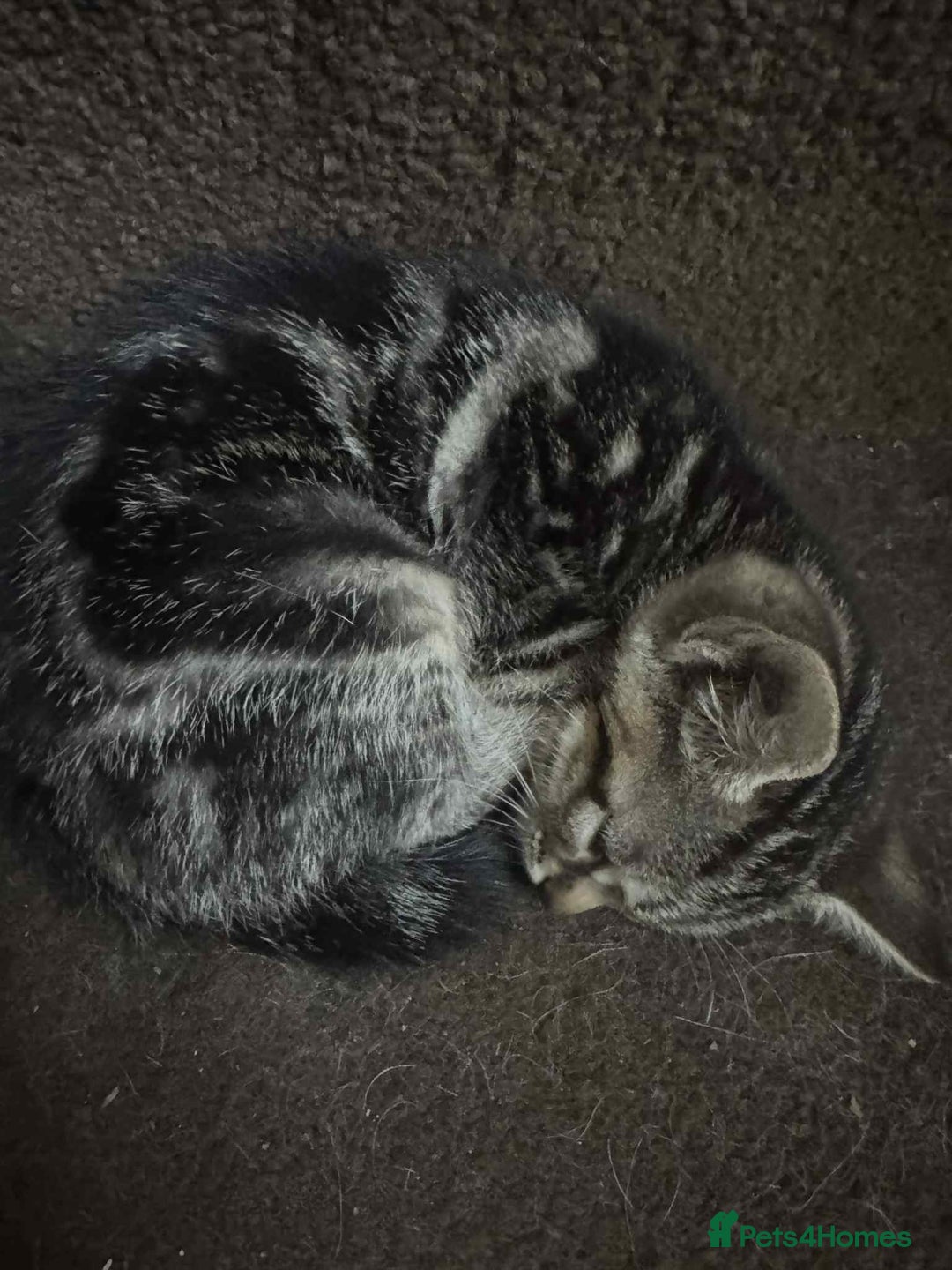 Mixed Breed cats for sale: Adorable Mixed Breed Kitten for Sale! - Image 17