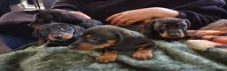 Miniature Dachshund dogs for sale: 4 dachshund puppies very cute KC reg pedigree  - Advert 1