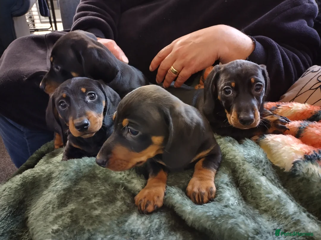 Miniature Dachshund dogs for sale: 4 dachshund puppies very cute KC reg pedigree  - Advert 1