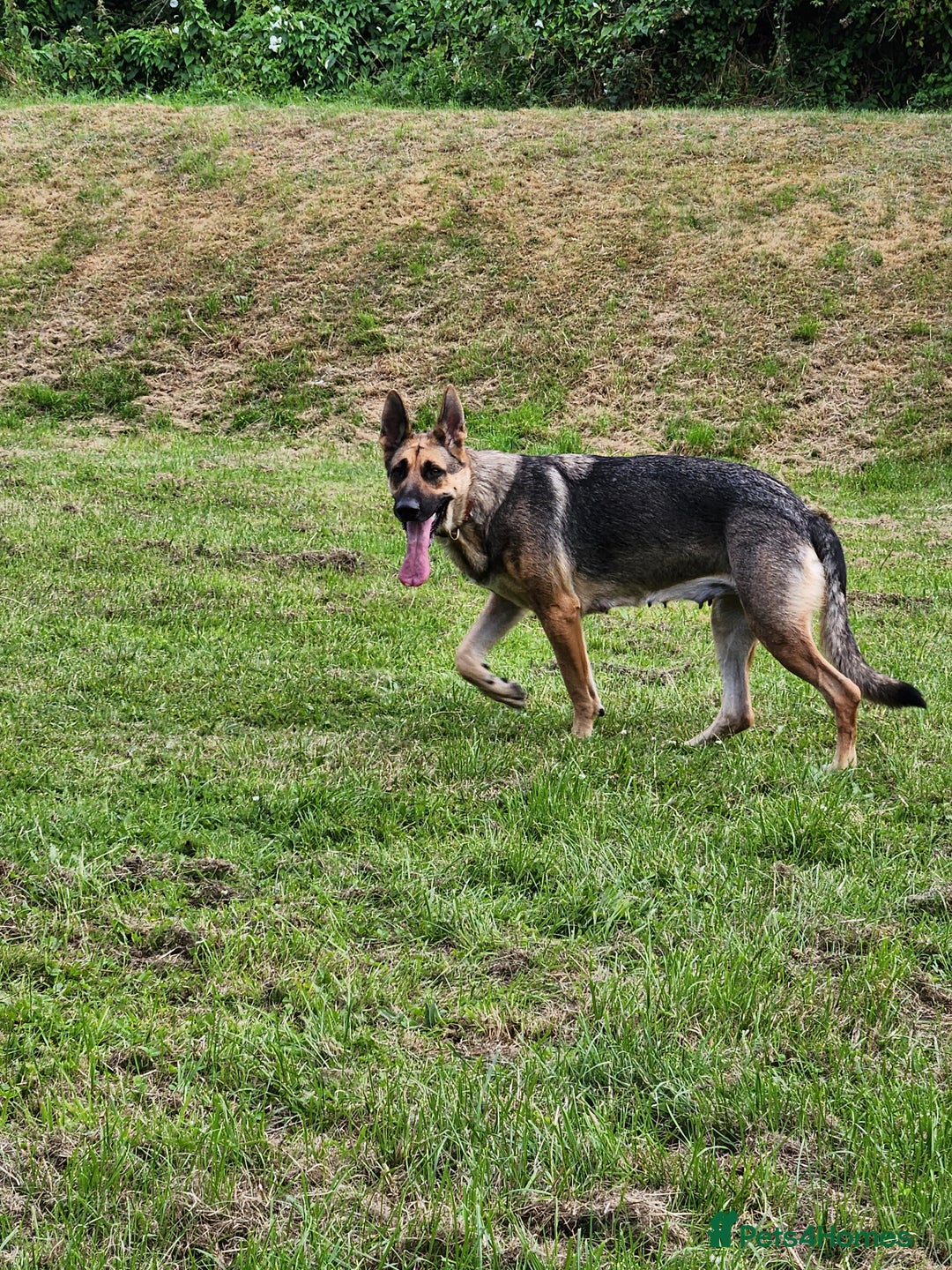 German Shepherd dogs for sale: APPROVED GSD PUPPIES,BLACK AND TAN,SABLE,SEE ALL P - Advert 7