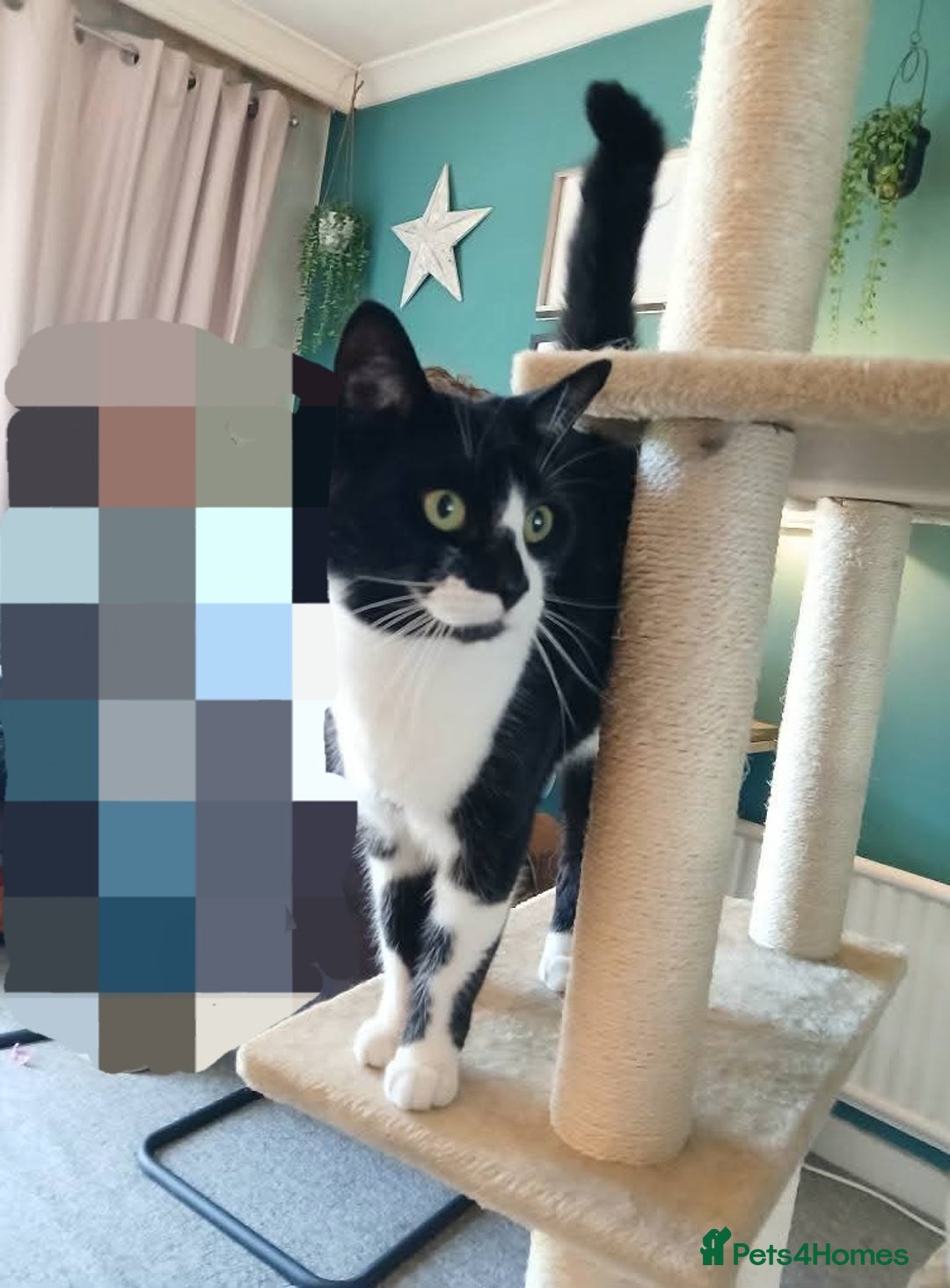 Mixed Breed cats for sale: Two indoor females seeking loving home together  - Image 17