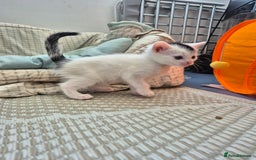 Domestic Shorthair cats for sale: Sweet white and black kitten - Image 3