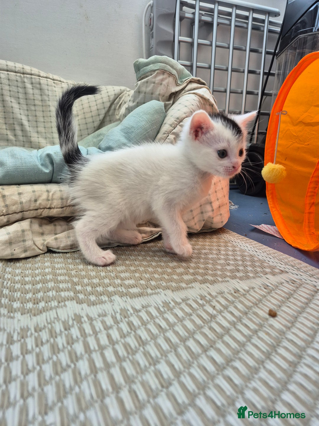 Domestic Shorthair cats for sale: Sweet white and black kitten - Image 3