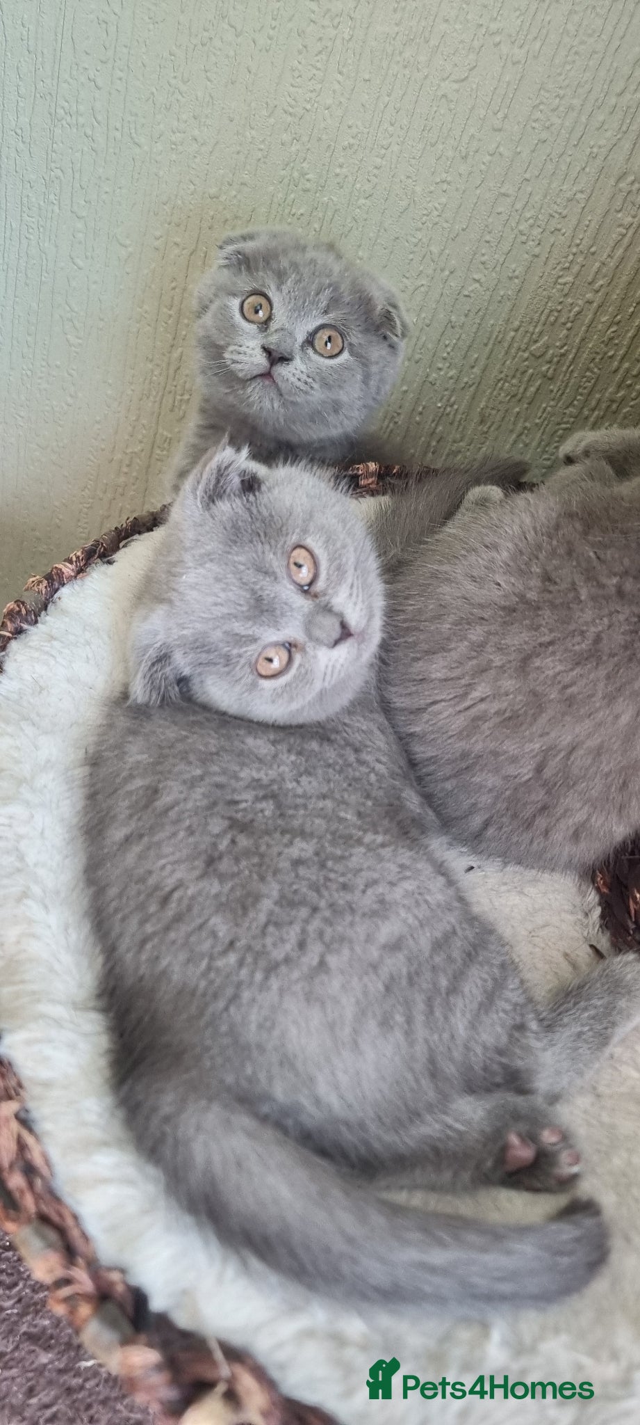 Scottish Fold cats Cute Scottish fold 💕 Four kittens available🐾🐱🐾 - Advert 4