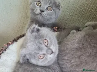 Scottish Fold cats Cute Scottish fold 💕 Four kittens available🐾🐱🐾 - Advert 4