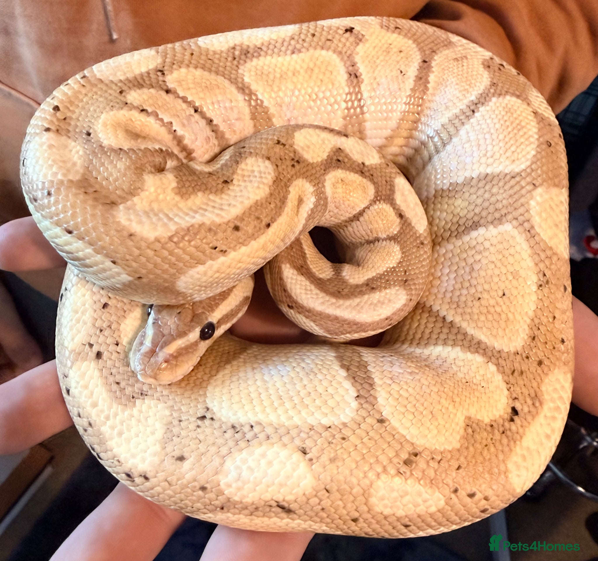 Python Snake reptiles Ball pythons  - Advert 6