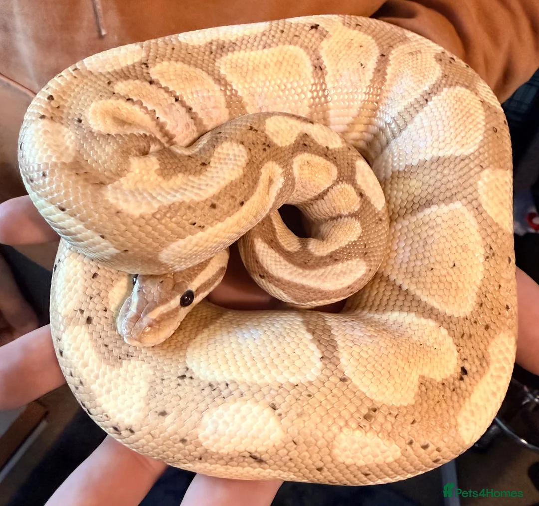 Python Snake reptiles for sale: Ball pythons  - Advert 1