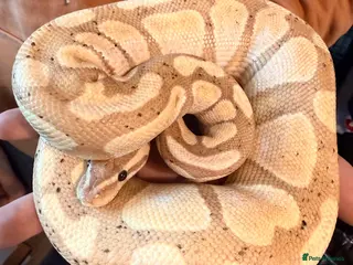 Python Snake reptiles Ball pythons - Advert 6