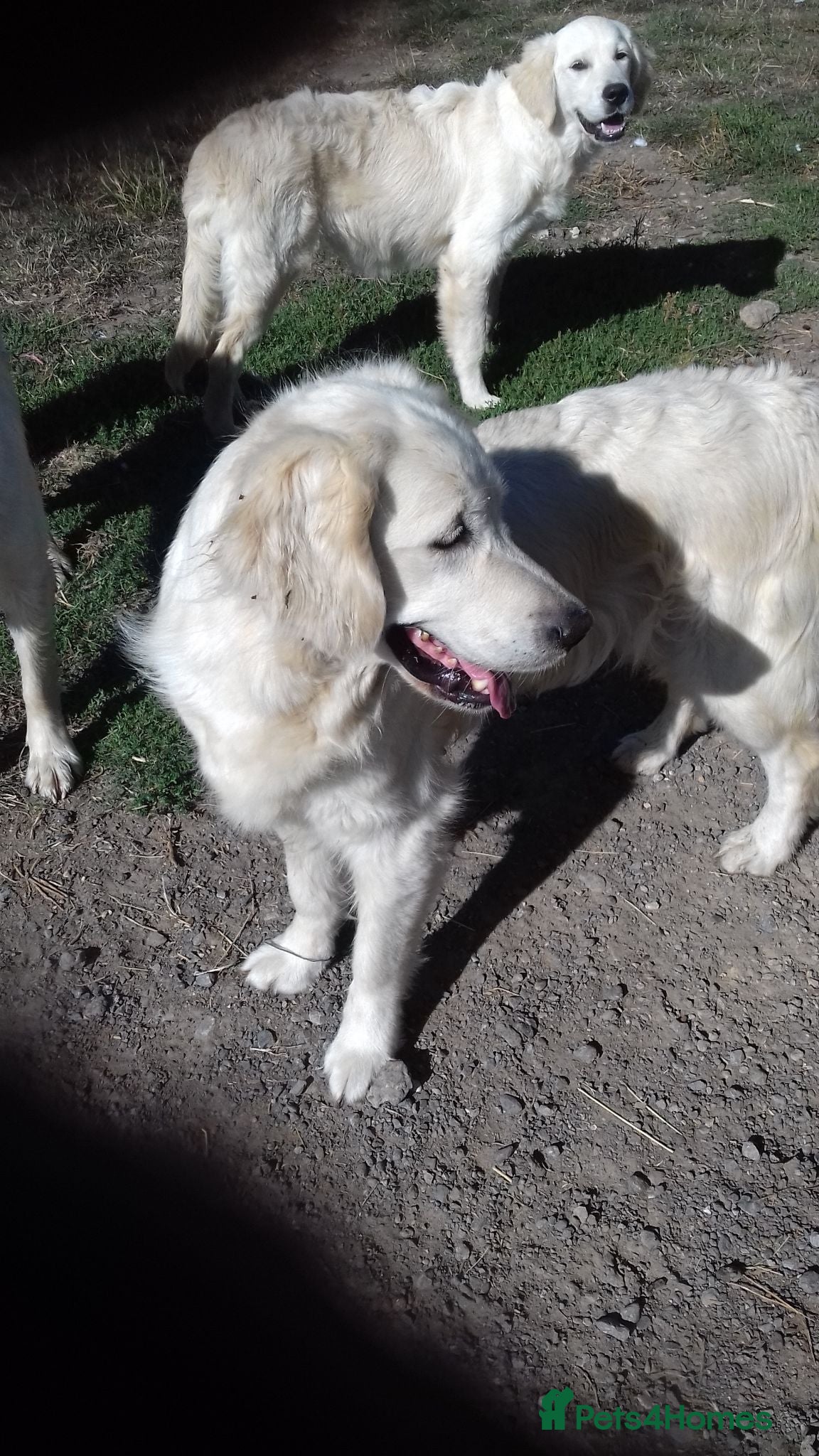 Golden Retriever dogs KC Registered Fully Health Tested - Advert 2