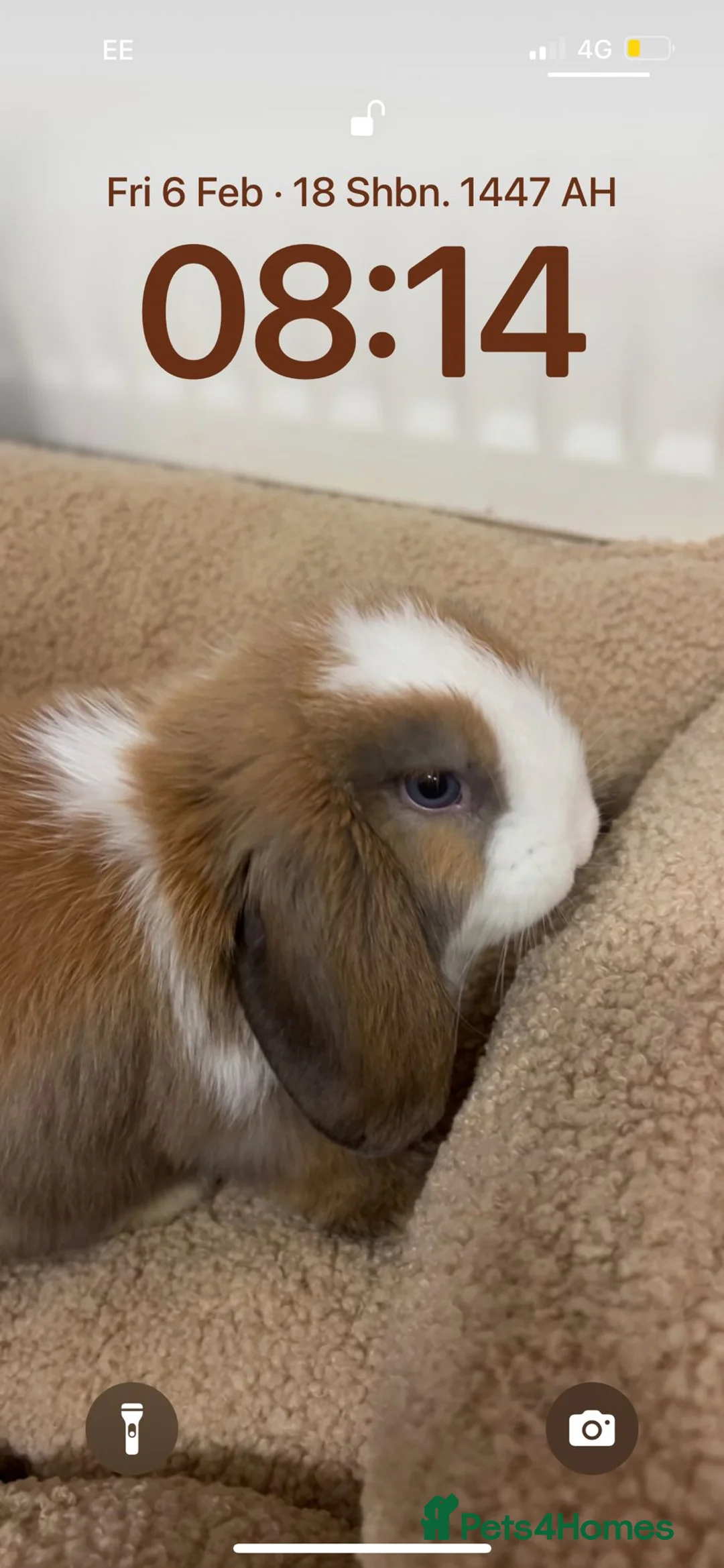 Mixed Breed rabbits for sale: A loving kind family of rabbits - Advert 2