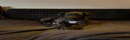 Deerhound dogs for sale: KC registered deerhound pups - Advert 4