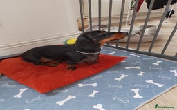Miniature Dachshund dogs for sale: Two year old Miniature Smooth Haired Dachshund  - Image 3