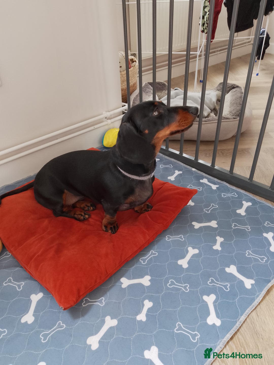 Miniature Dachshund dogs for sale: Two year old Miniature Smooth Haired Dachshund  - Image 3