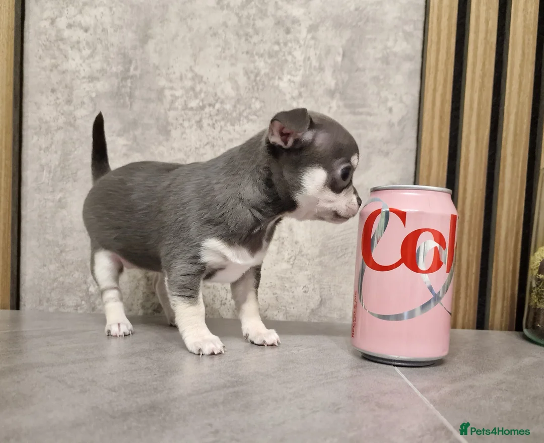 Chihuahua dogs for sale: Tiny Chihuahua Puppies – Сhristmаs Babies - Advert 3