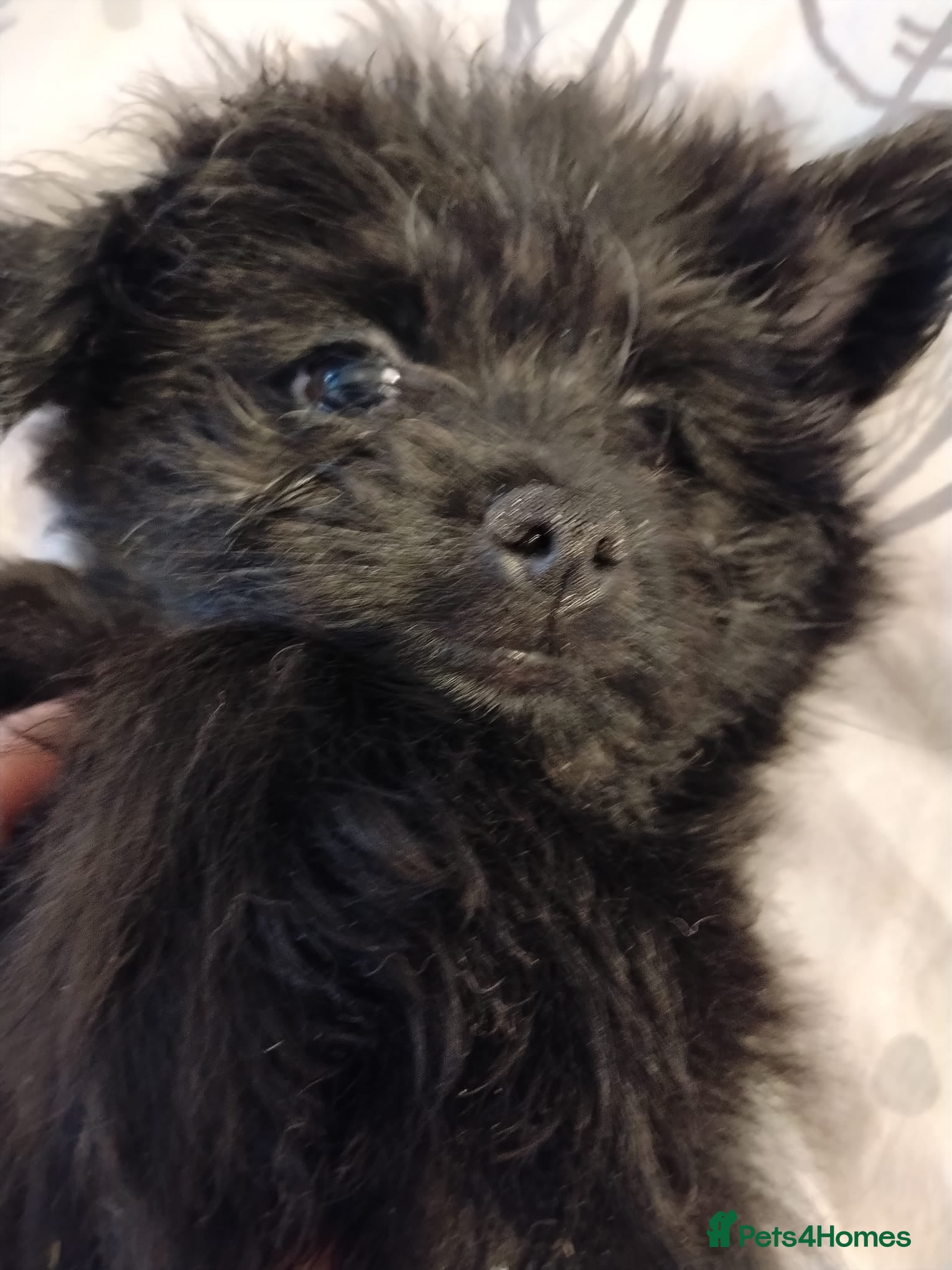 Pomapoo dogs Last 2 left Champion Line Pomapoo Puppies - Advert 13