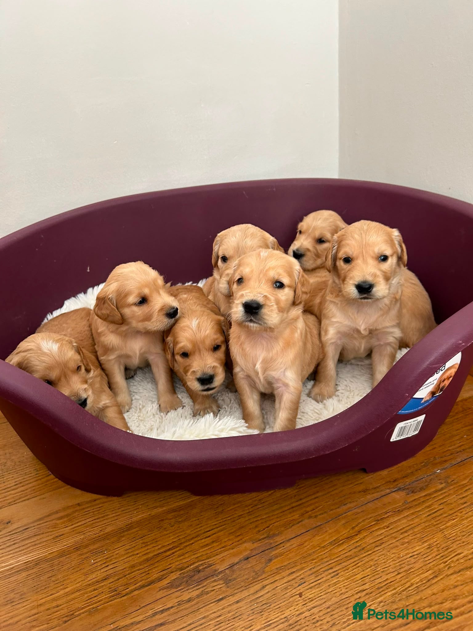 Golden Retriever dogs KC registered golden retriever puppies  - Advert 1